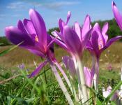 Крымские первоцветы, или Весна, красота и любовь!